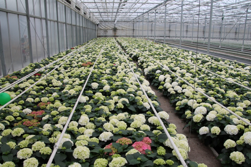 pepiniere-LE CASTELLET-min_nursery-hydrangea-white-flowers-greenhouse-flower-1609210-pxhere.com